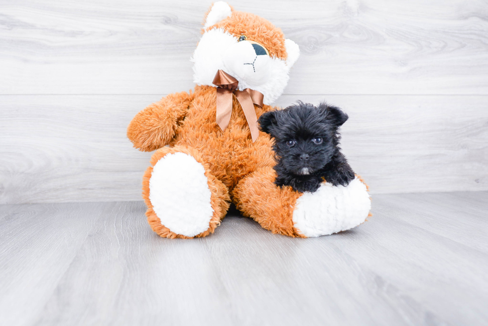 Morkie Pup Being Cute