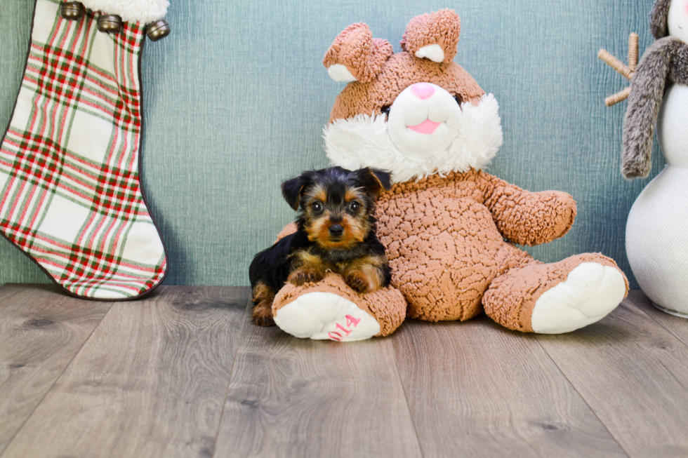 Meet Steph - our Yorkshire Terrier Puppy Photo 