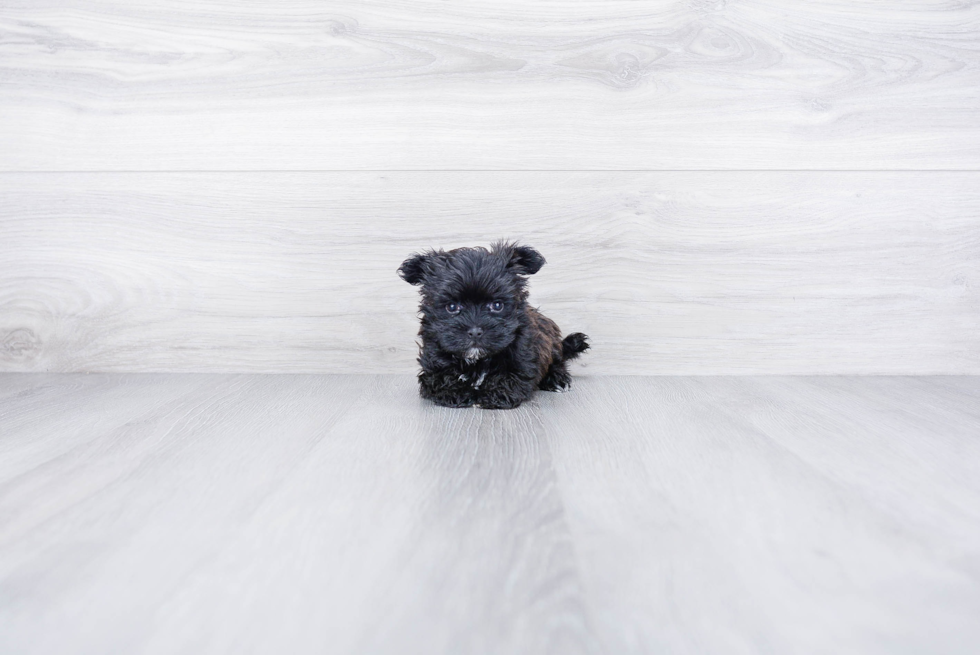 Playful Yorkie Designer Puppy