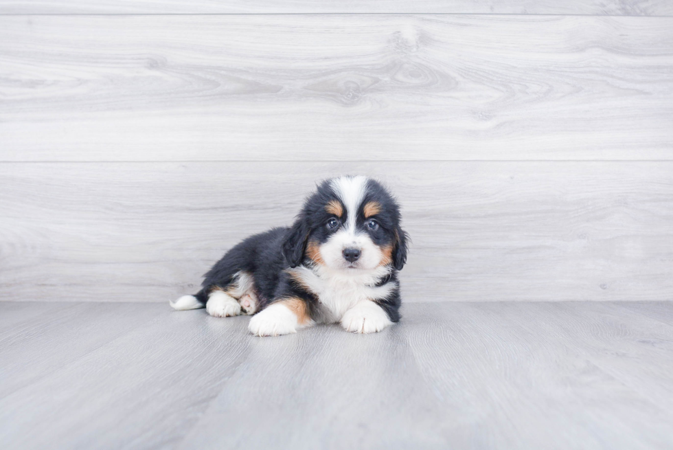 Friendly Mini Bernedoodle Baby