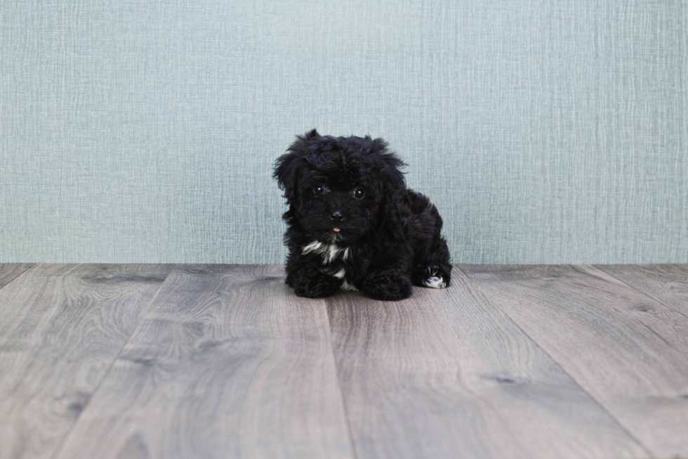 Hypoallergenic Yorkie Doodle Poodle Mix Puppy