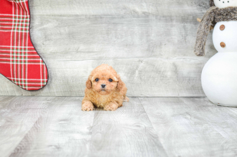 Sweet Cavapoo Baby