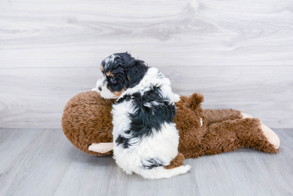 Best Mini Bernedoodle Baby