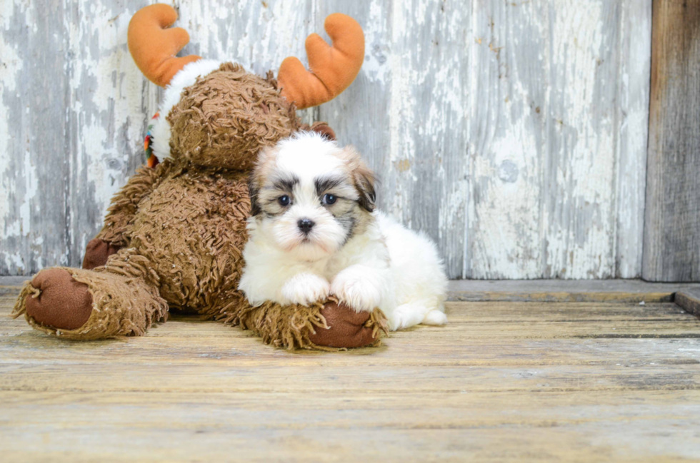 Best Teddy Bear Baby