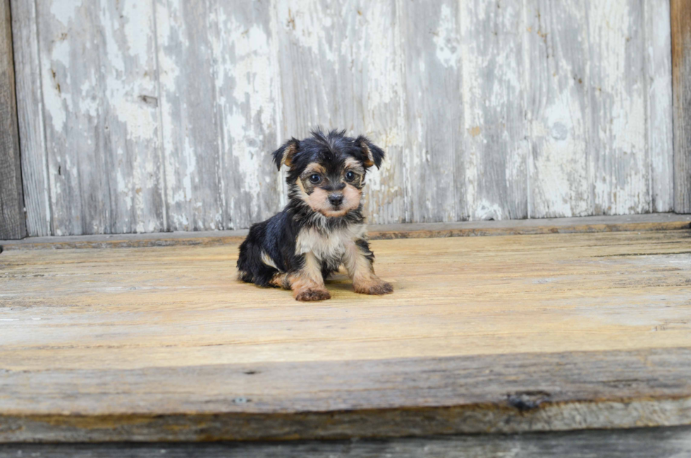 Morkie Puppy for Adoption