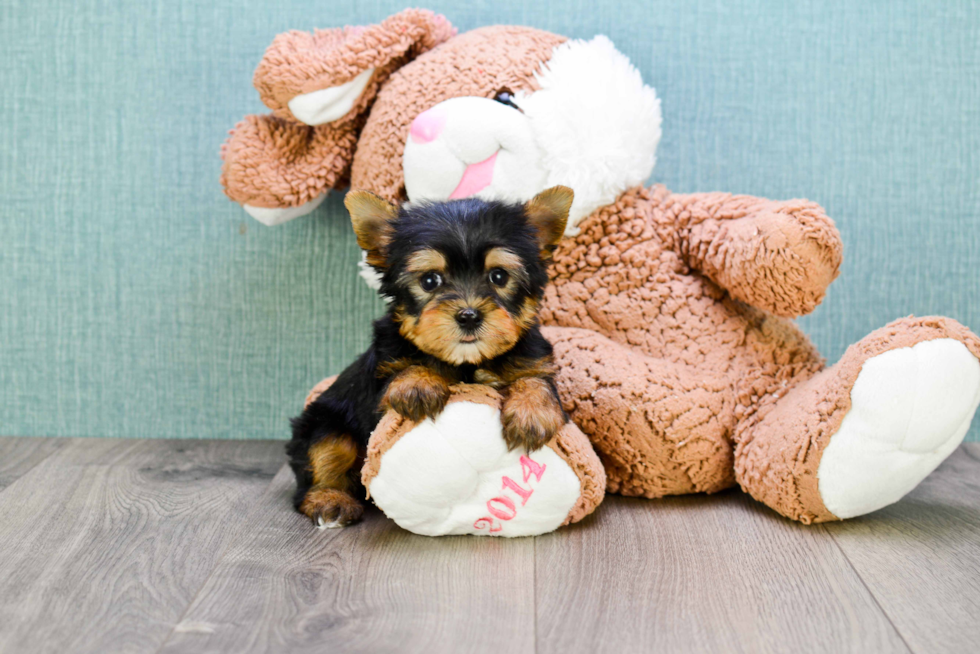 Meet Sebastian - our Yorkshire Terrier Puppy Photo 