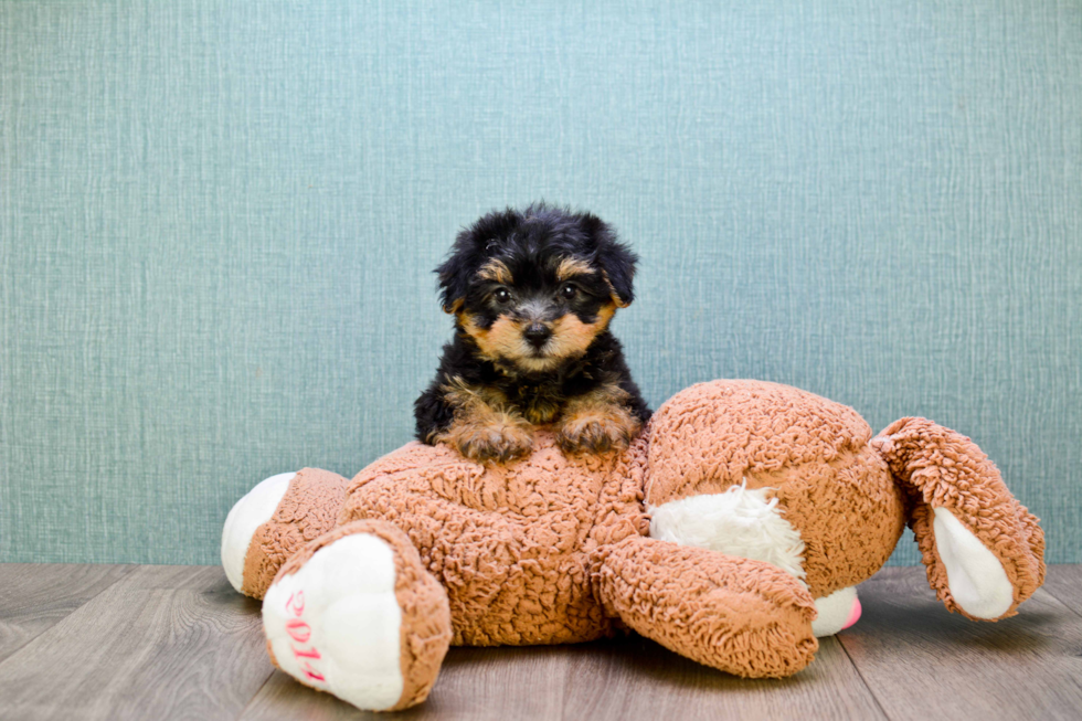 Best Yorkie Poo Baby