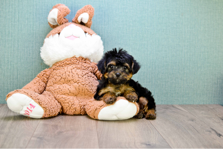 Morkie Pup Being Cute