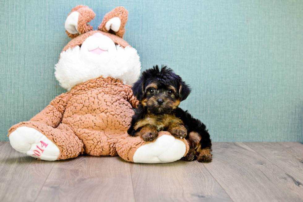 Morkie Pup Being Cute