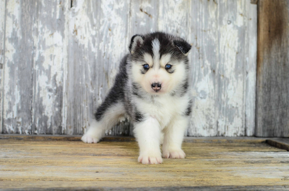 Little Mini Husky Designer Puppy