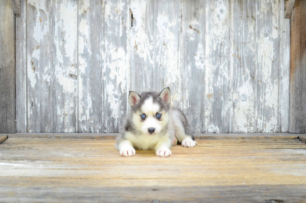Little Mini Husky Designer Puppy