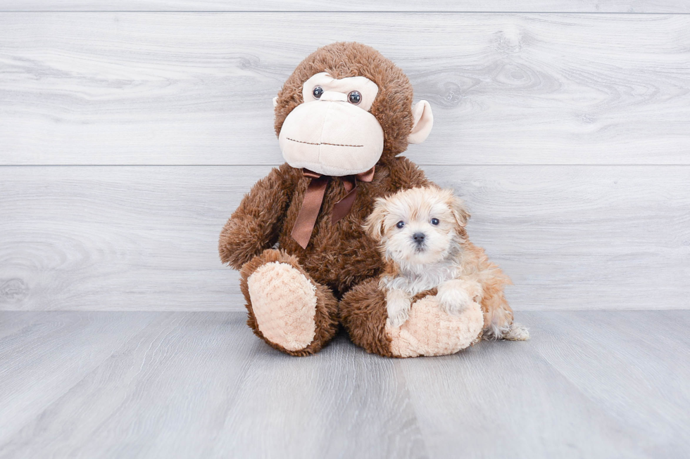 Energetic Yorkie Designer Puppy