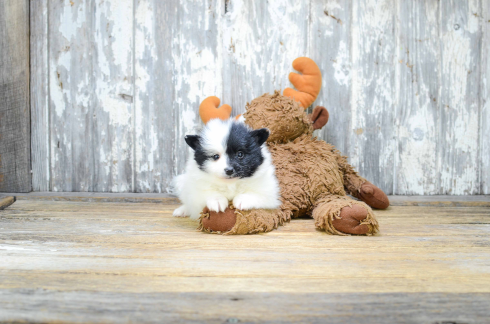 Best Pomeranian Baby