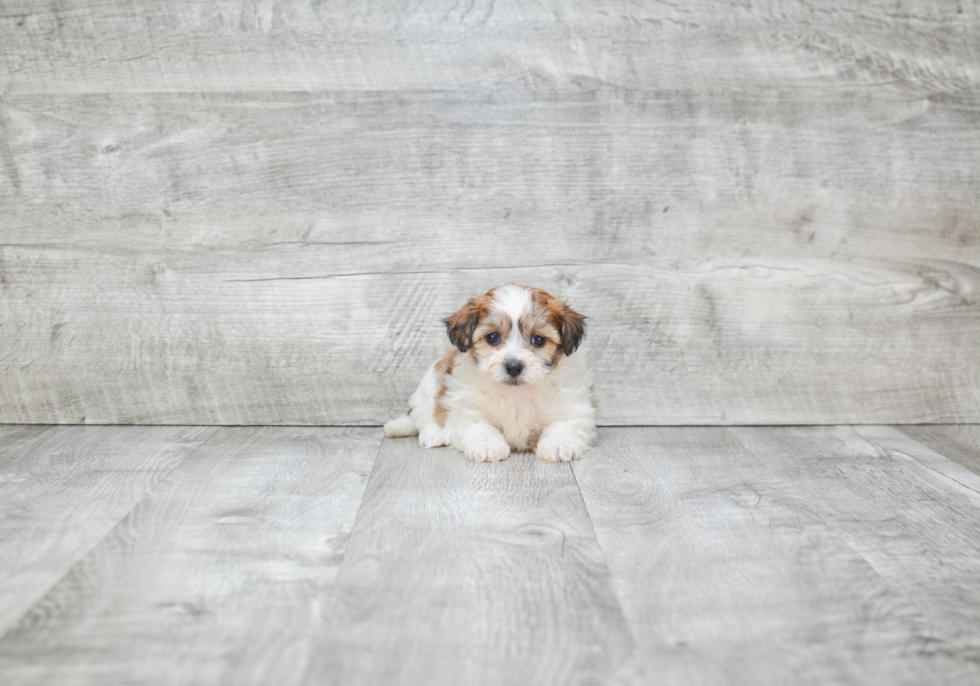 Popular Teddy Bear Designer Pup