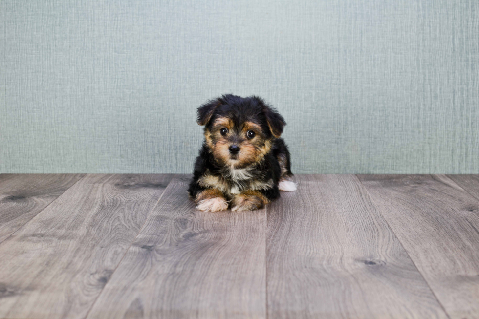 Petite Morkie Designer Pup