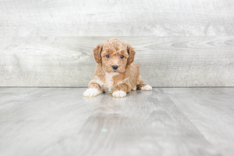Fluffy Maltipoo Poodle Mix Pup
