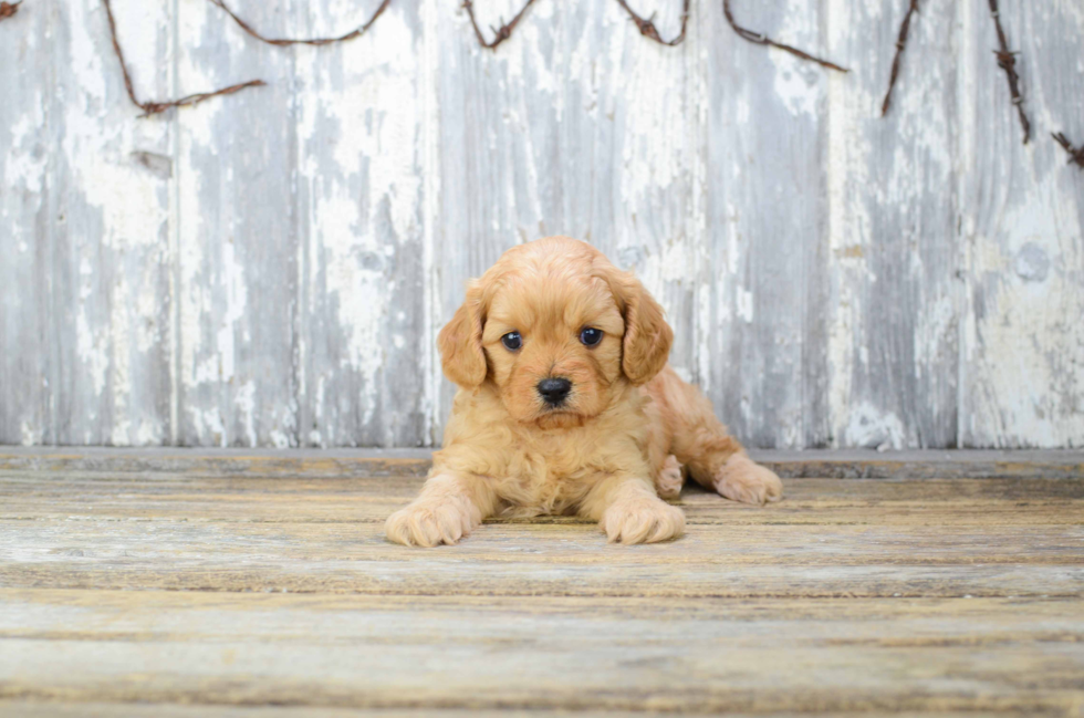 Cavapoo Puppy for Adoption