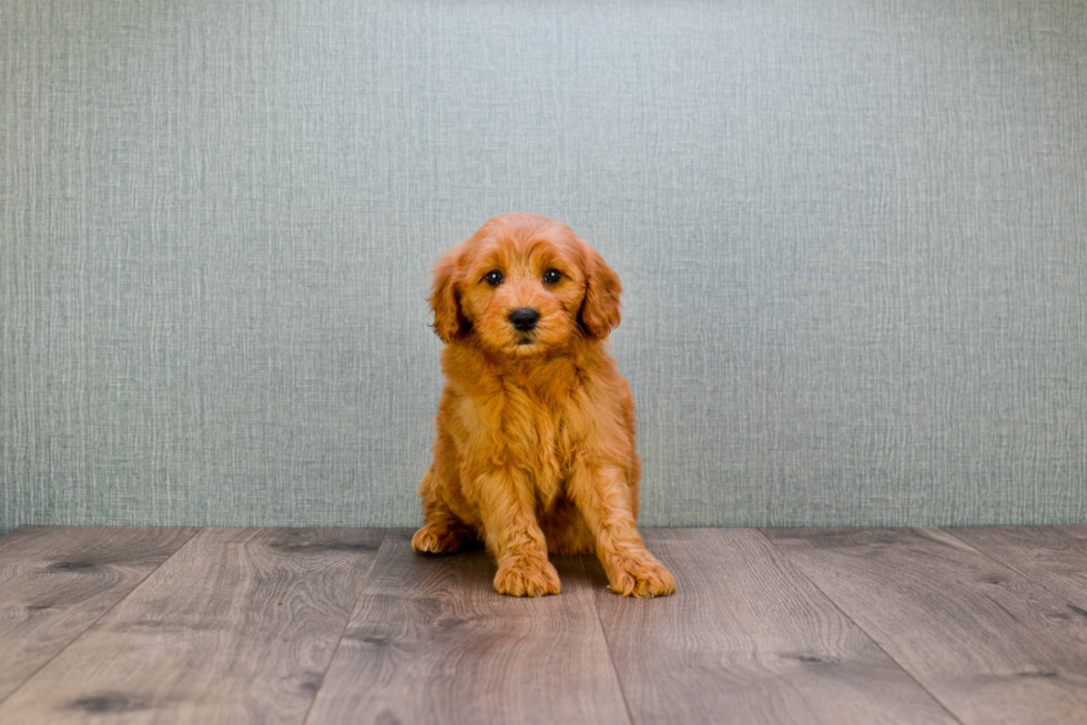 Mini Goldendoodle Puppy for Adoption