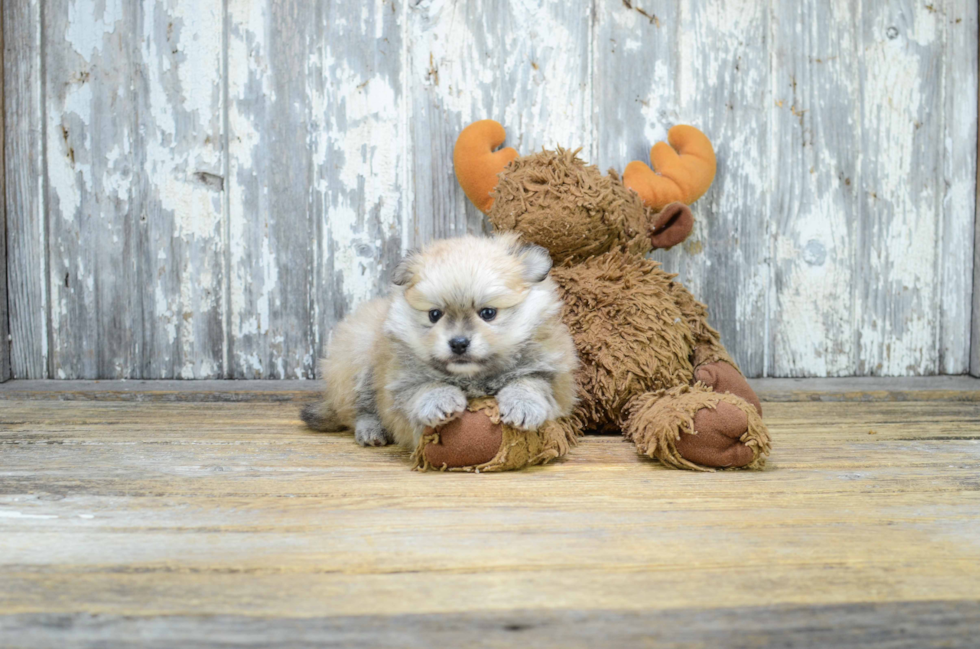 Playful Pomeranian Baby