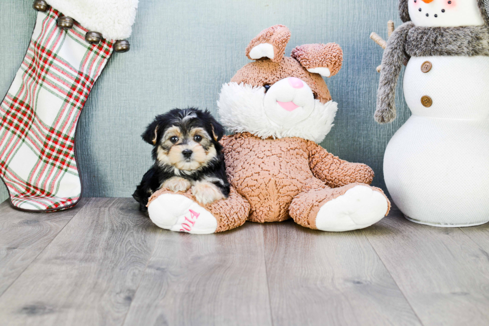 Morkie Puppy for Adoption