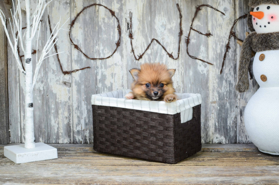 Pomeranian Pup Being Cute