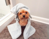 Puppy For Sale Premier Pups Puppy For Sale Premier Pups