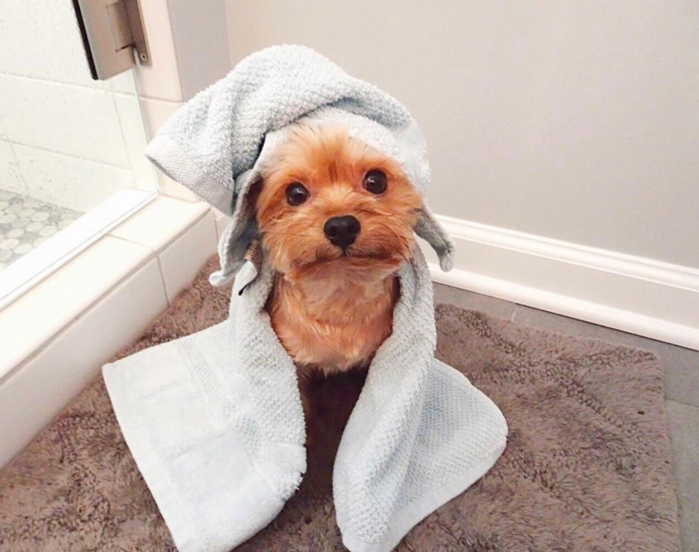 Popular Yorkshire Terrier Pup