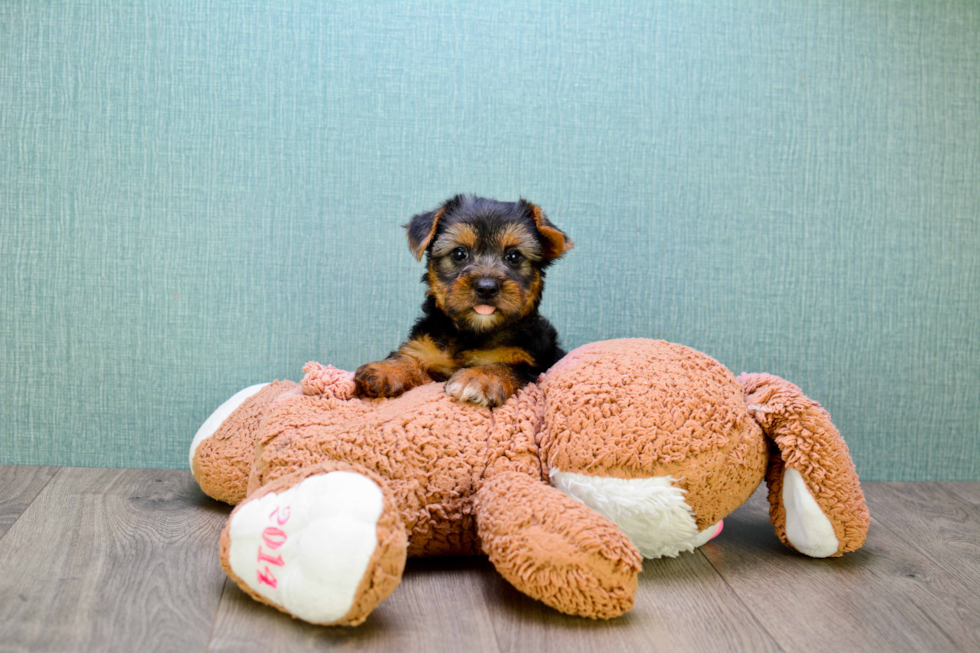 Meet Izzie - our Yorkshire Terrier Puppy Photo 