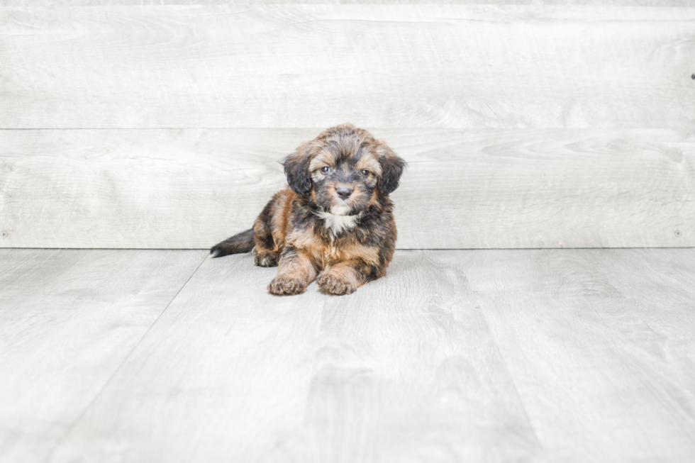 Little Mini Berniedoodle Poodle Mix Puppy