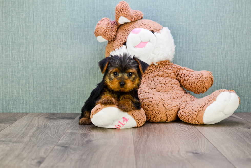 Meet Twinkle - our Yorkshire Terrier Puppy Photo 