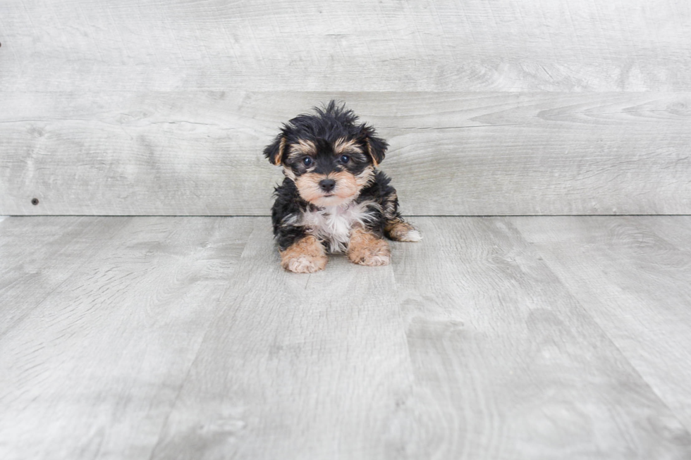 Cute Morkie Baby
