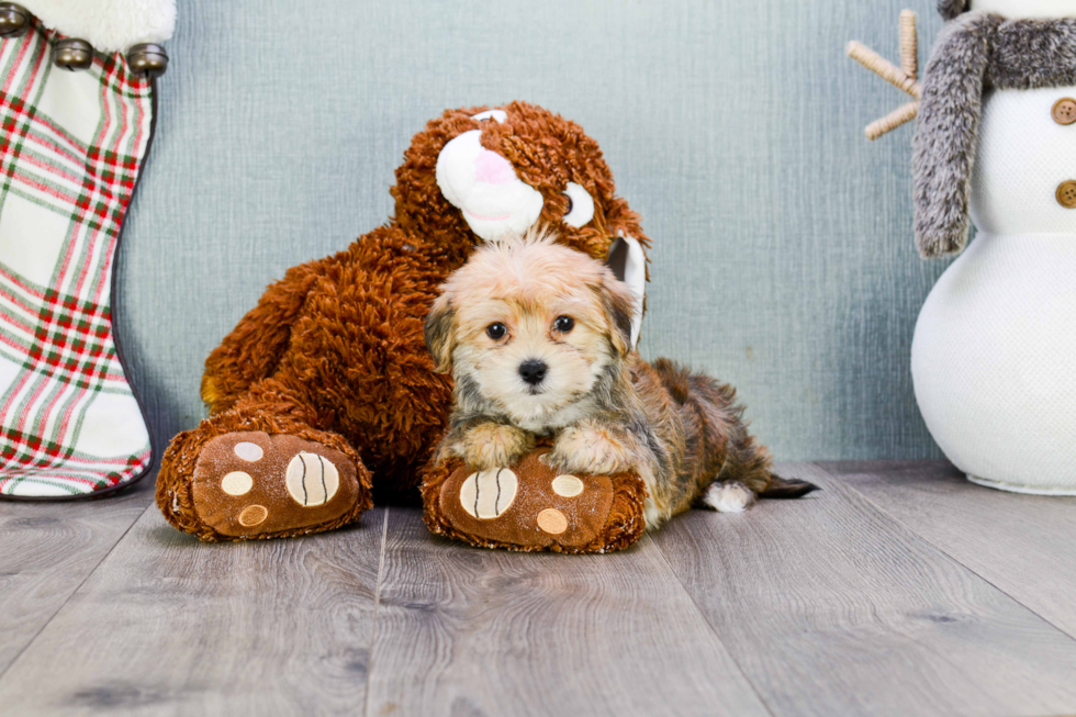 Energetic Yorkie Designer Puppy