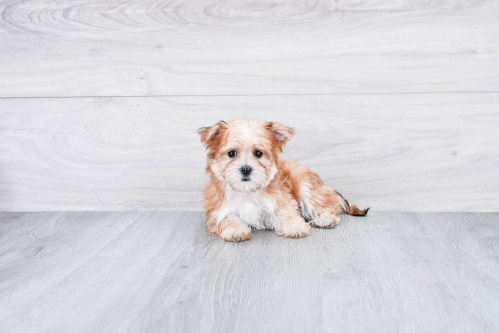 Morkie Pup Being Cute