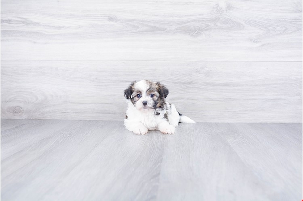 Energetic Havanese Purebred Puppy