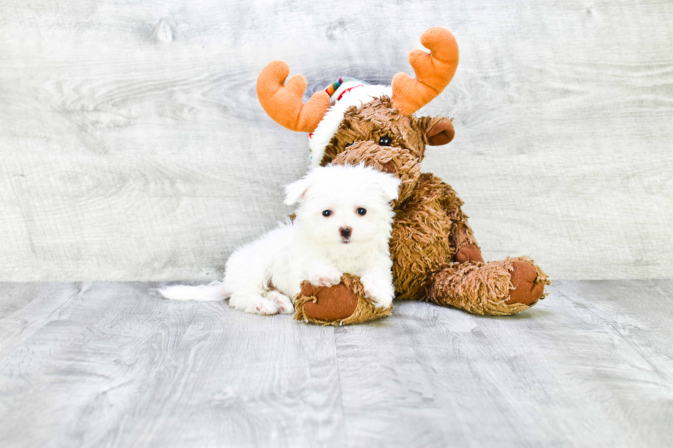 Akc Registered Maltese Baby