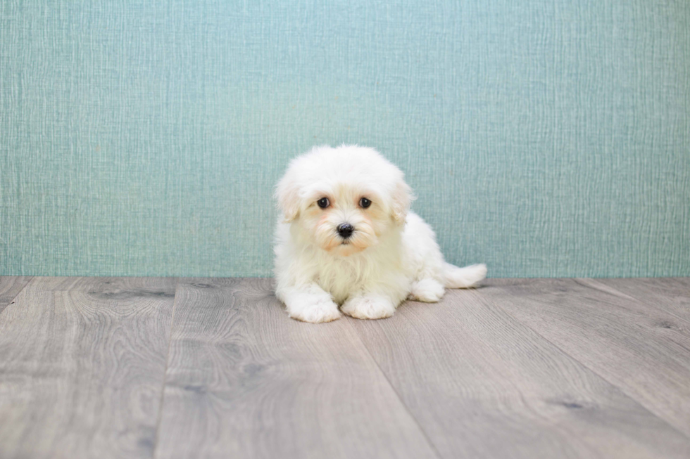 Popular Maltipoo Poodle Mix Pup