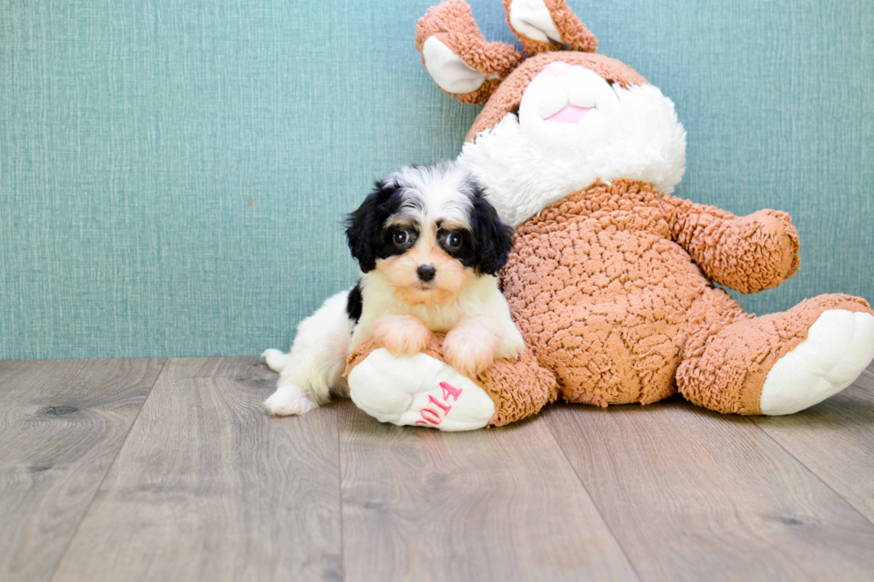 Sweet Cavachon Baby