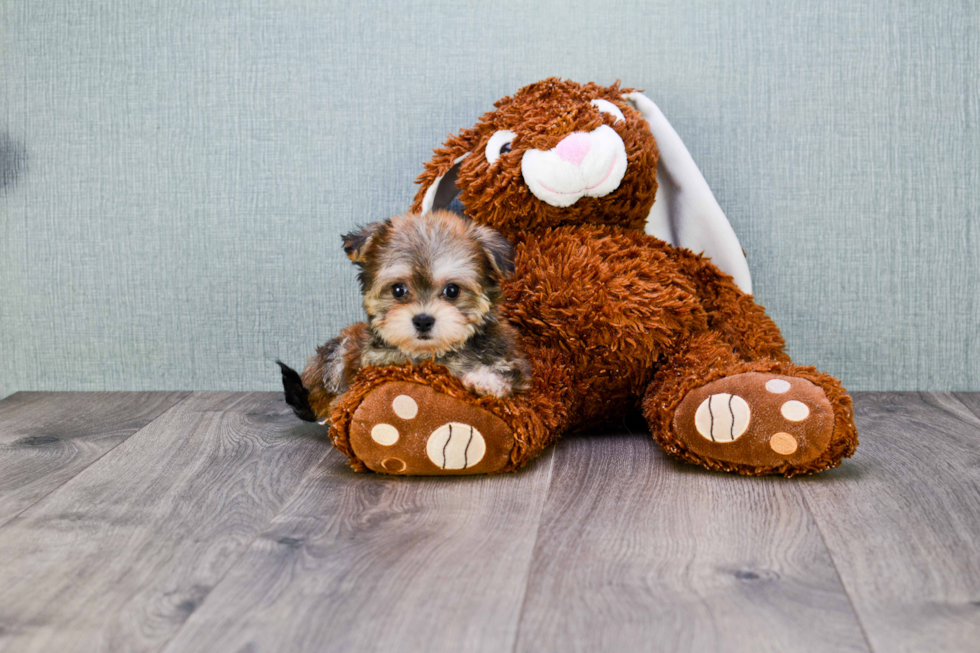 Morkie Puppy for Adoption