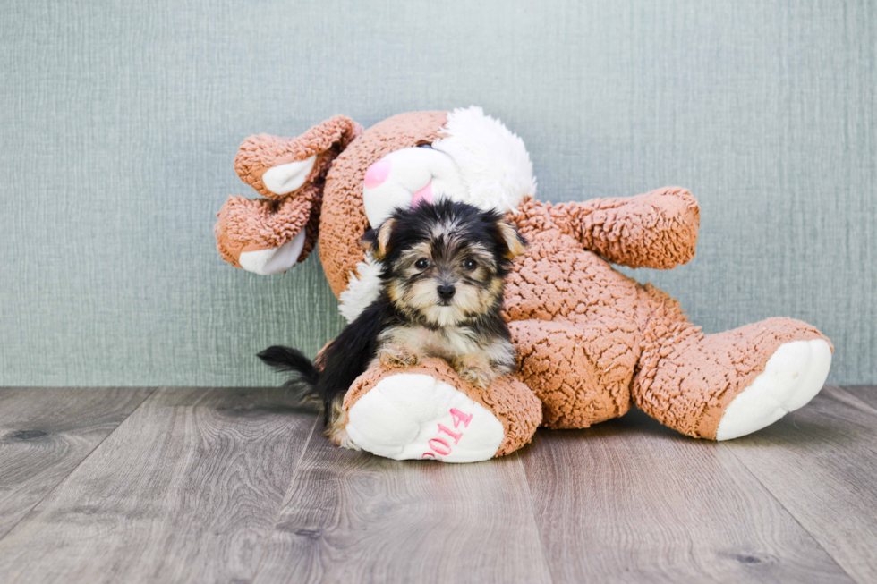 Adorable Yorkie Designer Puppy