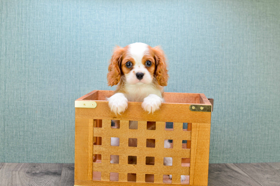 Cavalier King Charles Spaniel Pup Being Cute