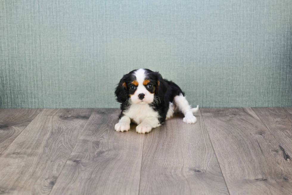 Cute Cavalier King Charles Spaniel Purebred Puppy