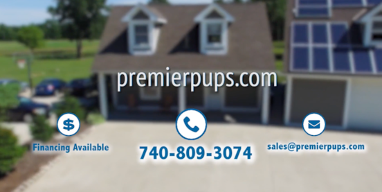 25 Most Asked Questions About Premier Pups Answered