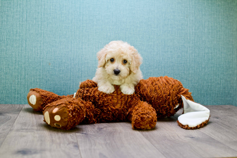 Best Cavapoo Baby