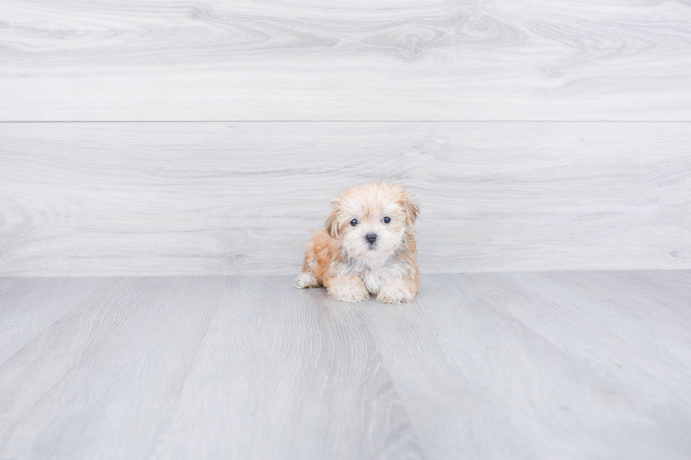 Morkie Puppy for Adoption