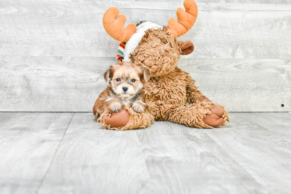 Morkie Puppy for Adoption