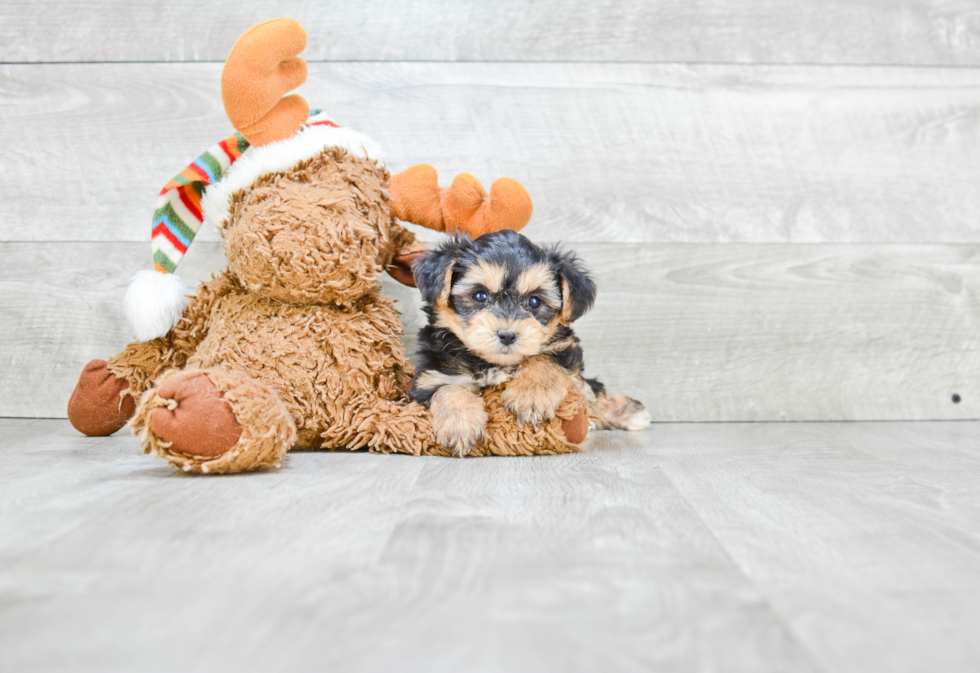 Friendly Morkie Baby