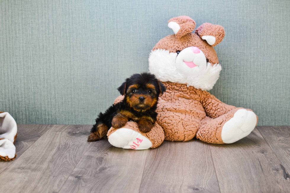 Meet Bella - our Yorkshire Terrier Puppy Photo 