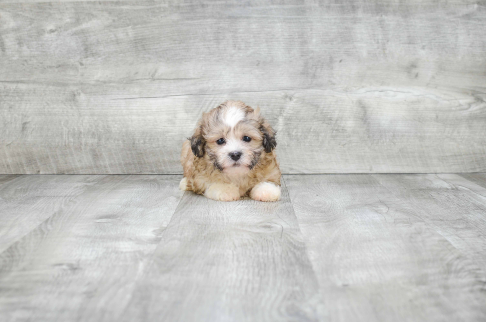 Teddy Bear Pup Being Cute