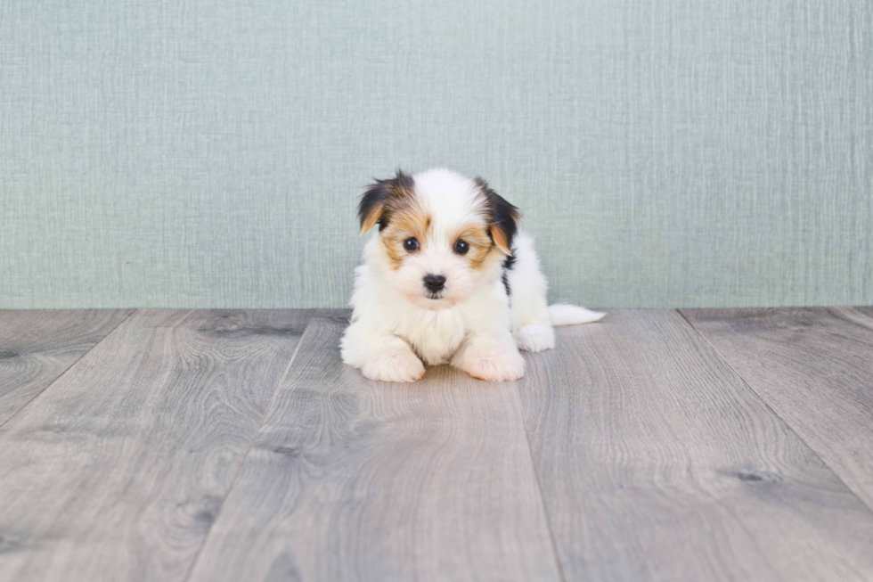 Funny Morkie Designer Pup