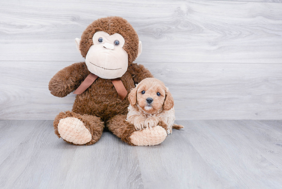 Best Cavapoo Baby